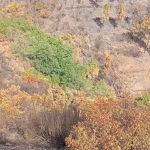 Terão sentido os aceiros?