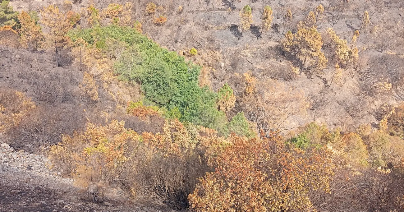 Terão sentido os aceiros?