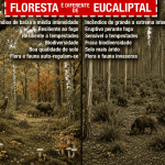 Esclarecimentos sobre as recentes campanhas de promoção  do eucalipto