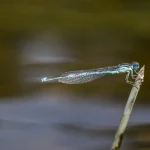 Observações de Odonata no Parque Natural da Serra da Estrela