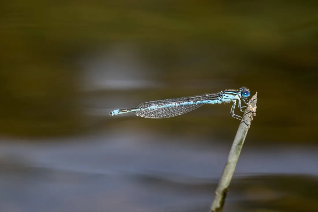 Observações de Odonata no Parque Natural da Serra da Estrela